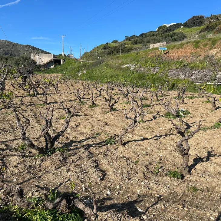 Άδεια φύτευσης