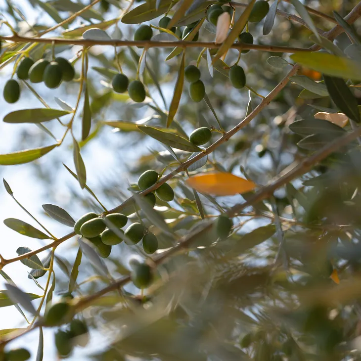 Ελαιοκομικό μητρώο