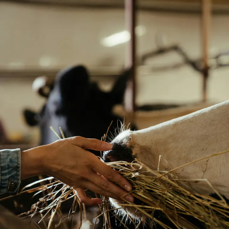 Επιδοτούμενες ζωοτροφές