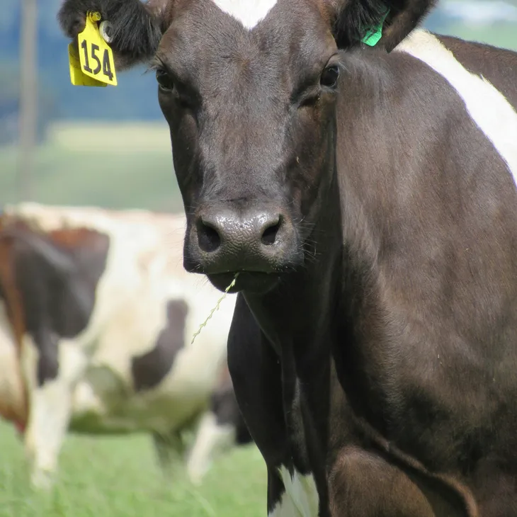 Παραγγελία ενωτίων